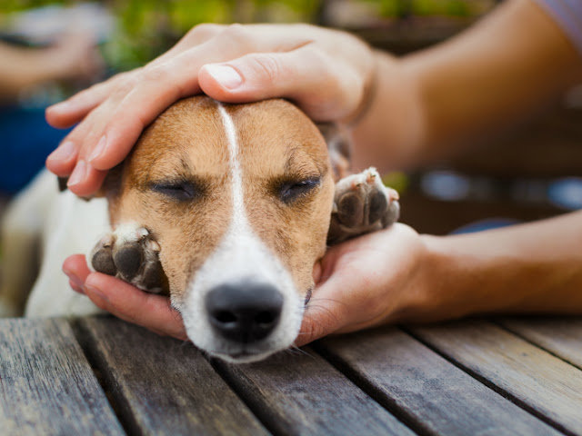 owner  petting his dog, while he is sleeping or resting  with closed eyes